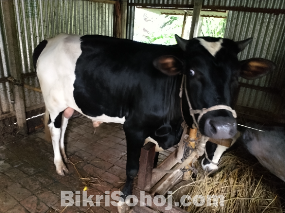 ষাঁড় গরু